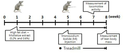 Experimental scheme for measuring the effect of Mistletoe extract on monosodium iodide (MI)-induced arthritis using Sprague-Dawley rat model.