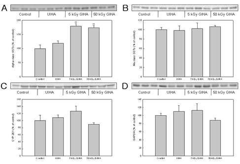 Effect of HA pretreatment on expression of alpha- and mu-class GSTs, and CYP 2E1.