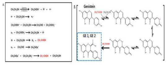 The proposed mechanism of GM from Genistein by ionizing radiation.