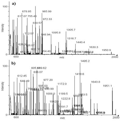 MALDI-TOF analysis of non-irradiated (a) and irradiated (b) Silk hydrolysate