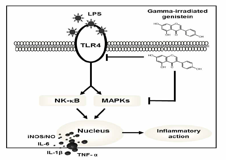 Proposed mechanism of the anti-inflammatory action induced by gamma-irradiated genistein in RAW264.7 macrophage cells.