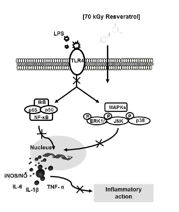 Proposed mechanism of the anti-inflammatory action induced by gamma-irradiated resveratrol in macrophage cells