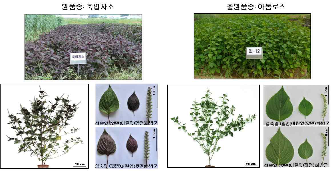 Phenotypic comparison between Chookyoupjaso and Atom-Ros.