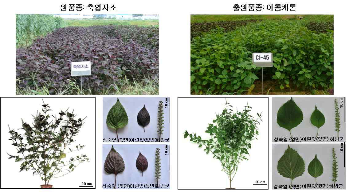 Phenotypic comparison between Chookyoupjaso and Atom-Ketone.