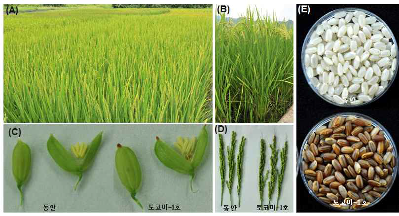 Phenotypic comparison between Dongan and Tocomi-1ho.