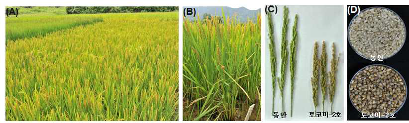 Phenotypic comparison between Dongan and Tocomi-2ho.