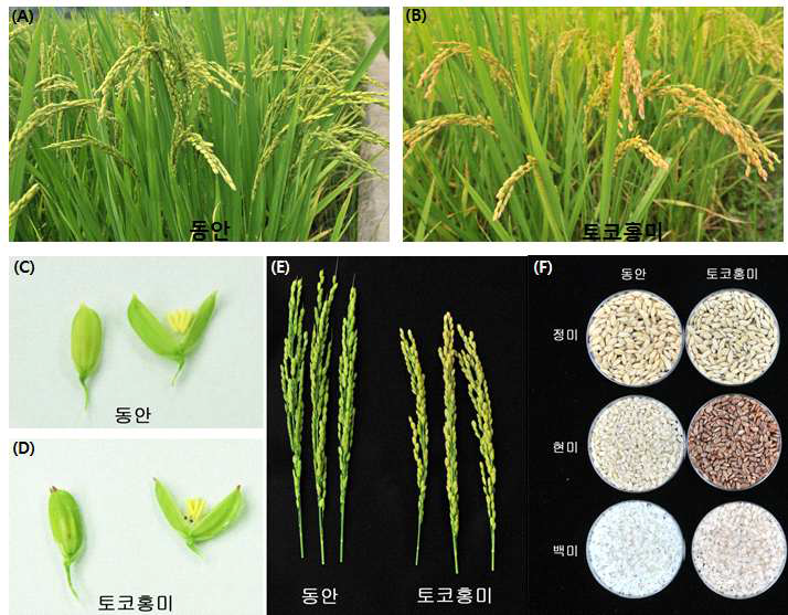 Phenotypic comparison between Tocohongmi and Dongan.