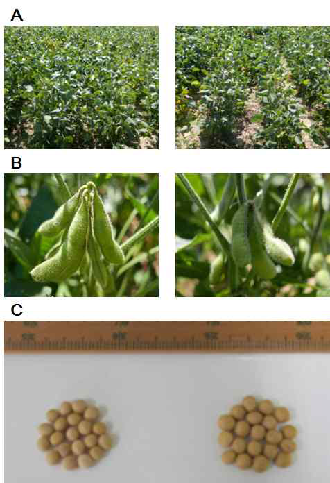 Phenotypic characteristics of H70 compared to the original cv. Hwanggumkong.