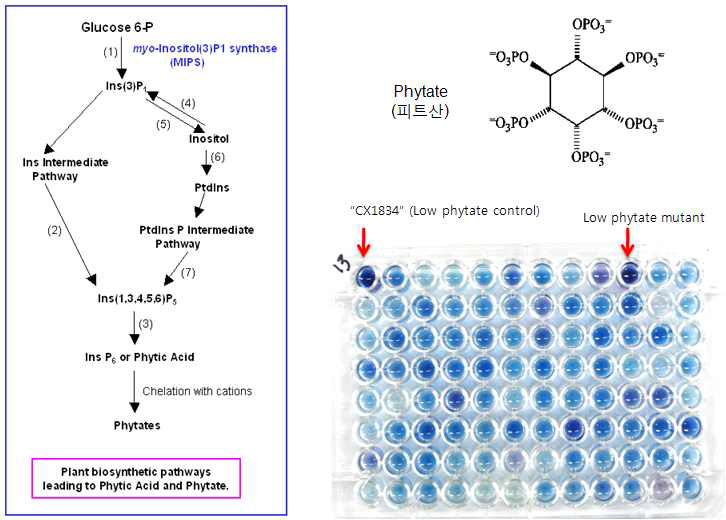 Phytate biosynthetic pathways in plants and colorimetric assay with quarter seed for selecting high/low phytate lines.