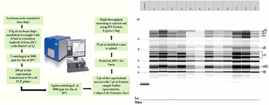 Workflow for soybean high-throughput protein screening and virtual gel image of protein variations in 12 soybean landraces using Caliper Labchip.