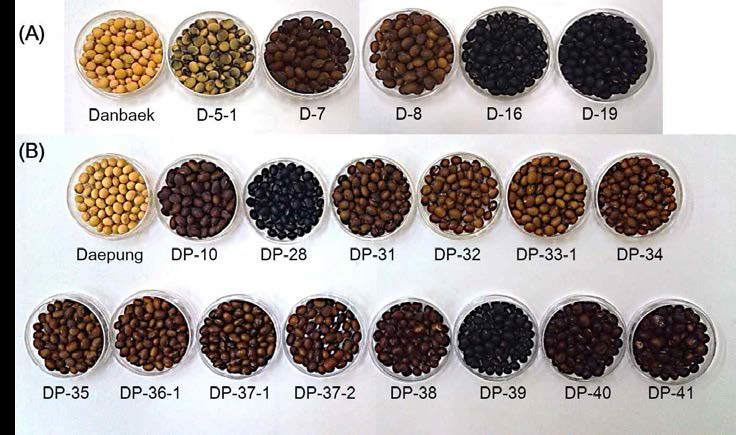 Seed coat color of soybean mutant lines induced by gamma irradiation.