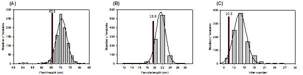 Growth comparison between wild type (Dongan) and 30 Gy ion beam irradiated lines