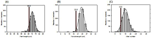 Growth comparison between wild type (Dongan) and 40 Gy ion beam irradiated lines