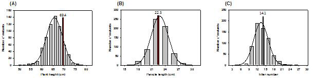 Growth comparison between wild type (Ilpum) and 30 Gy ion beam irradiated lines