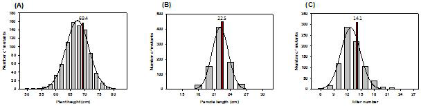 Growth comparison between wild type (Ilpum) and 40 Gy ion beam irradiated lines