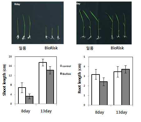 Seedling growth of rice loaded in Russian IBMP BioRisk.