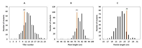 Growth comparison between wild type (S2) and M2 lines irradiated with 300 Gy gamma rays.