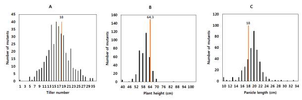 Growth comparison between wild type (S6) and M2 lines irradiated with 300 Gy gamma rays.