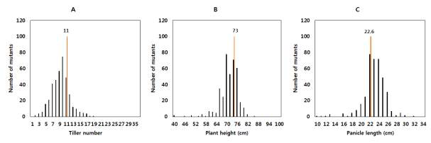 Growth comparison between wild type (S8) and M2 lines irradiated with 300 Gy gamma rays.