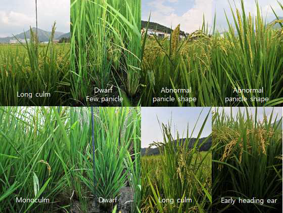 Unique phenotypes found in rice irradiated lines with 300 Gy gamma rays.