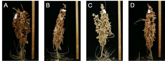 A part of the selected soybean mutant lines.