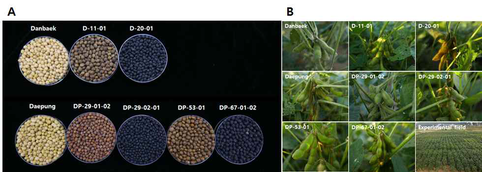 A. Seed coat colors and B. Changed pod traits of mutant varieties from cv. Danbaek and cv. Deapung and experimental field in 2016.