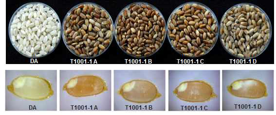 Comparison of seed color between DA and T1001-1 mutant lines.