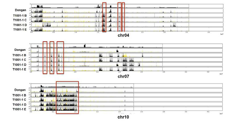 Variation blocks of Dongan and T1001-1 mutants based on the Nipponbare reference sequence.