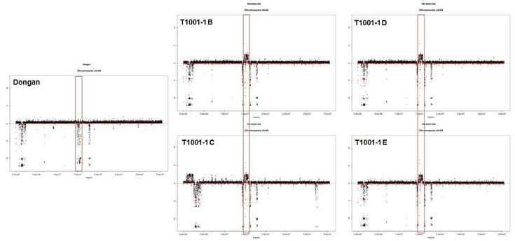 Distribution of CNVs on chromosome 4.