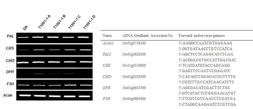 Expression analysis of five genes related to anthocyanin biosynthesis in rice mutants (DA:Dongan-control).