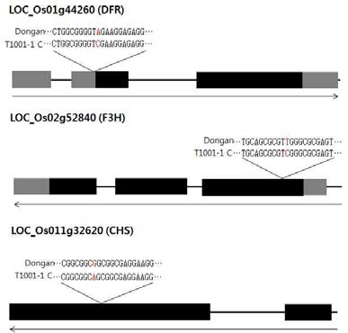 SNPs in the genes related to the anthocyanin biosynthesis pathway between Dongan and the T1001-1C mutant.