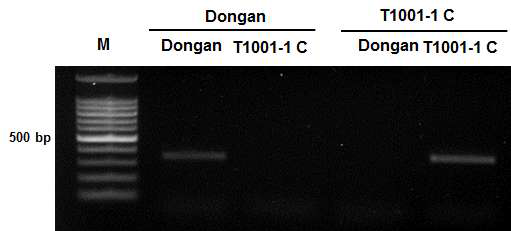 Development of a SNAP marker based on a SNP in the 5' UTR region on the LOC_01g44260 gene.