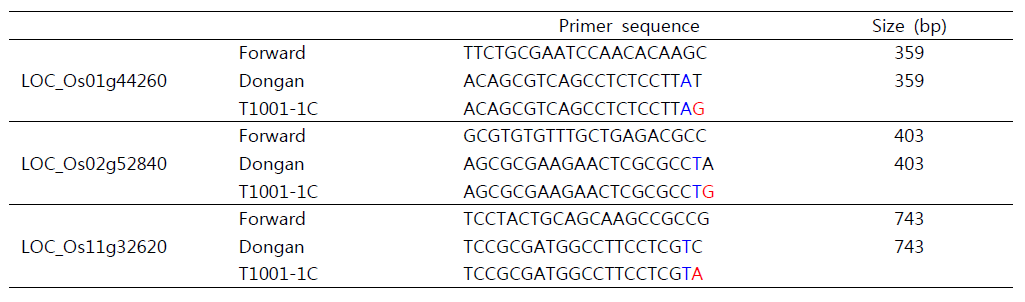 Primer information for development of SNAP markers related to the anthocyanin biosynthesis pathway in rice.