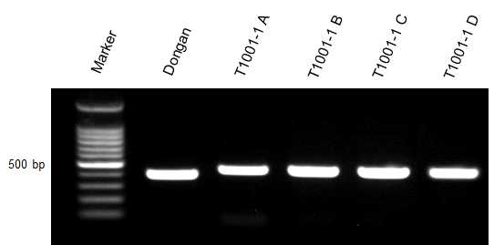 Validation of PCR product size amplified from MYB genes of Dongan and T1001-1 mutants.