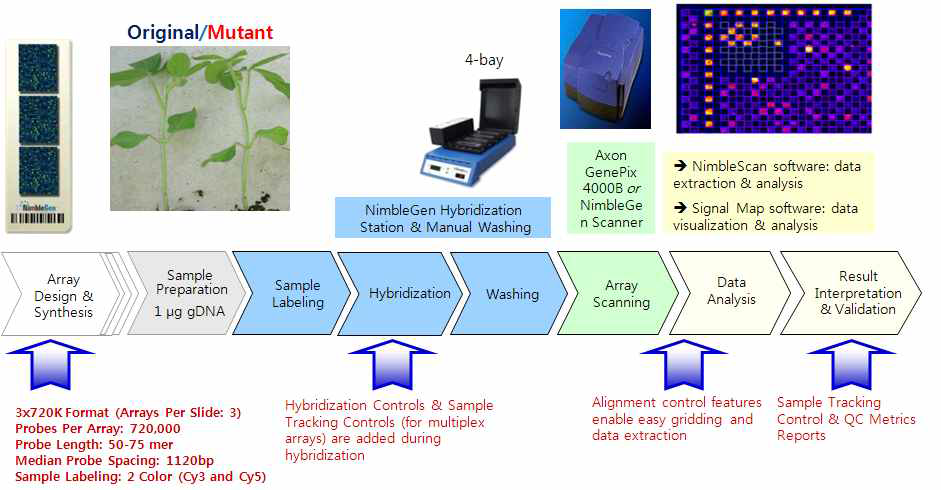 Workflow of CGH analysis in soybean.