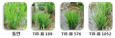 Three dwarf mutants selected by gamma-irradiated mutation from cv. Dongan.