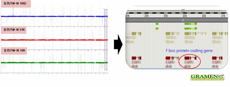 Detection of common CNV locations in three different mutant lines and the putative candidate gene for dwarf phenotype.