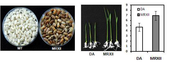 Phenotype comarison between Dongan (DA) and a mutant MRXII.