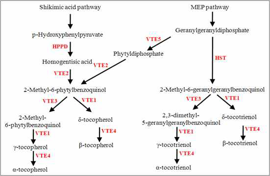 Tocochromanol biosynthetic pathways in plants.