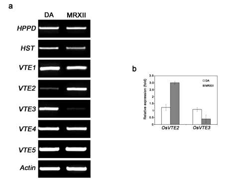 Transcript levels of vitamin E biosynthesis genes in rice plants.