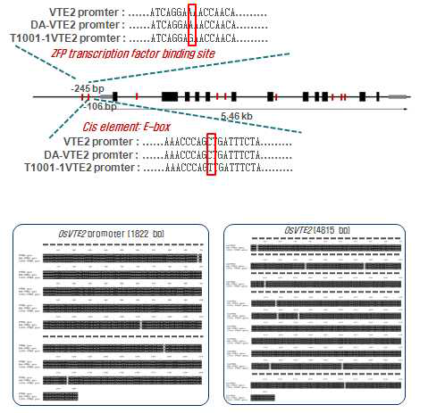Comparison of the promoter (A) and genomic DNA (B) sequences from DA and MRXII mutant with the related region of OsVTE2. The nucleotide sequence data are available from RAP-DB under accession number Os06g0658900.