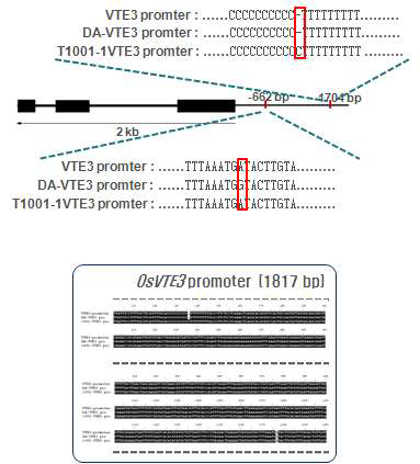 Comparison of the promoter sequences from DA and high tocopherol accumulation mutant with the related region of OsVTE3.