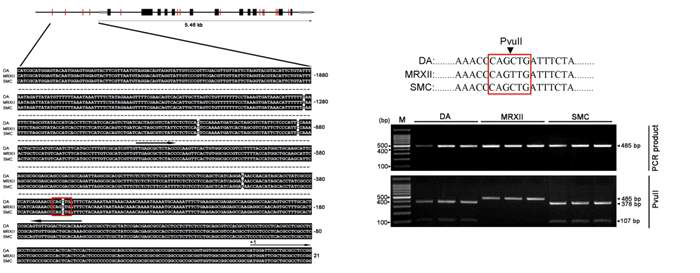 Development of CAPS marker based on SNP in the promoter region at the position -264 of the OsVTE2 gene.