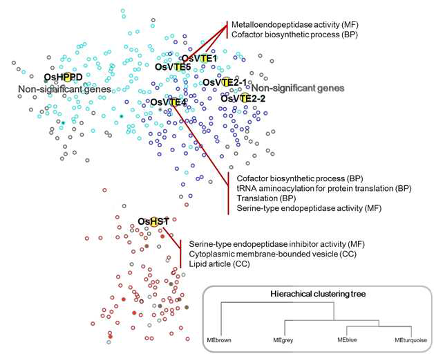 Weighted gene coexpression network analysis (WGCNA) of tocopherol biosynthesis related genes.