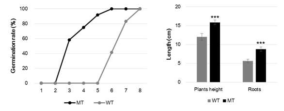Germination efficiency and plant growth of WT and MT.