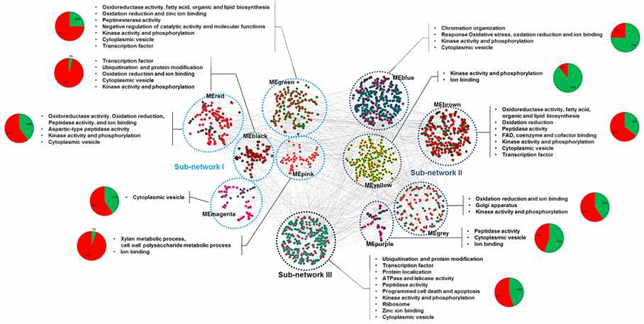 Mapping of the modules onto the MT-related gene co-expression network.