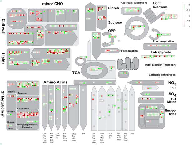 Metabolism overview of the differentially expressed genes in the MT mutant.