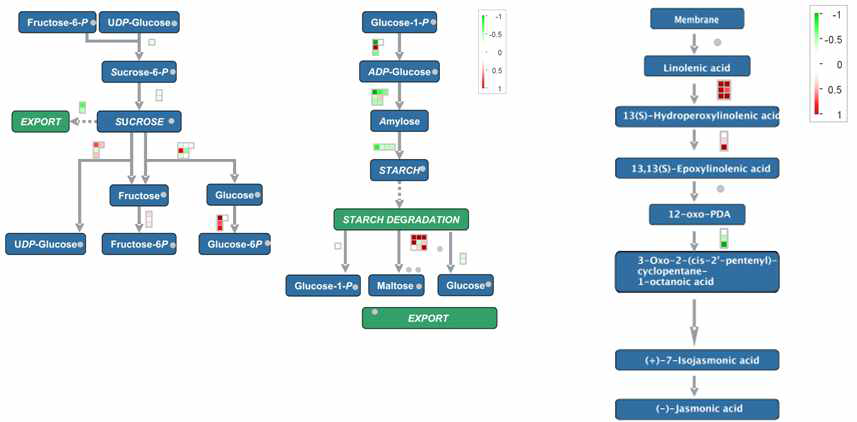 Expression of genes related to sucrose-starch pathway and jasmonic acid synthesis.