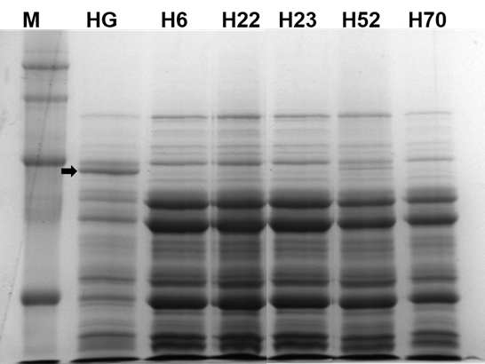 Seed storage protein patterns in soybean mutant lines using by SDS-PAGE.