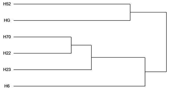 Dendrogram of the five soybean mutant lines lacking lipoxygenase and original cultivar using 1,563 AFLP polymorphic bands.